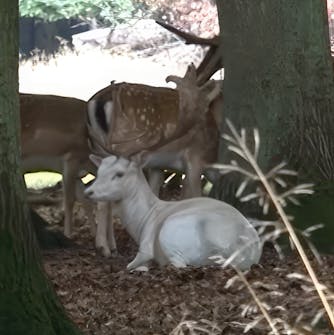 perennapenkki kauriit perennapenkki kauriit